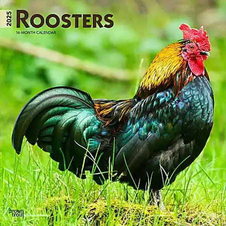 2025 BrownTrout Roosters Monthly Plastic-Free Square Wall Calendar, 12″ x 12″, Domesticated Animals, January to December 2025, 9781975477639