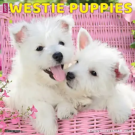 2025 Willow Creek Press Wall Calendar, 12” x 12”, Westie Puppies, January 2025 To December 2025, 45329