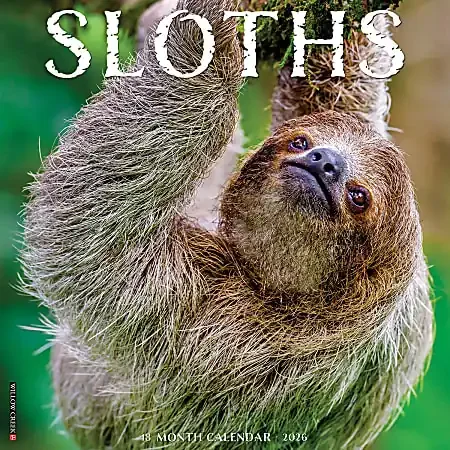 2026 Willow Creek Press Animals Monthly Wall Calendar, 12″ x 12″, Sloths, January To December, 52846
