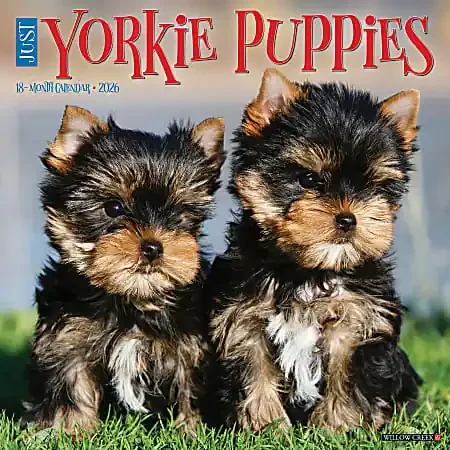 2026 Willow Creek Press Animals Monthly Wall Calendar, 12″ x 12″, Yorkie Puppies, January To December, 53362