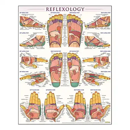 QuickStudy Human Anatomical Poster, English, Reflexology, 28″ x 22″