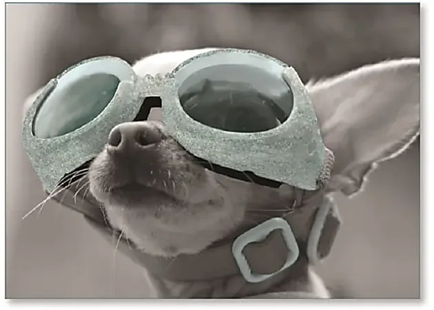 Viabella Birthday Greeting Card With Envelope, Dog With Goggles, 5″ x 7″